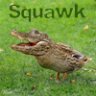 Squawk